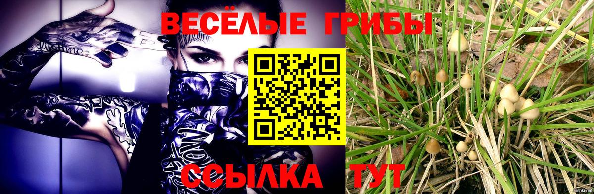 Псилоцибиновые грибы мицелий Торжок